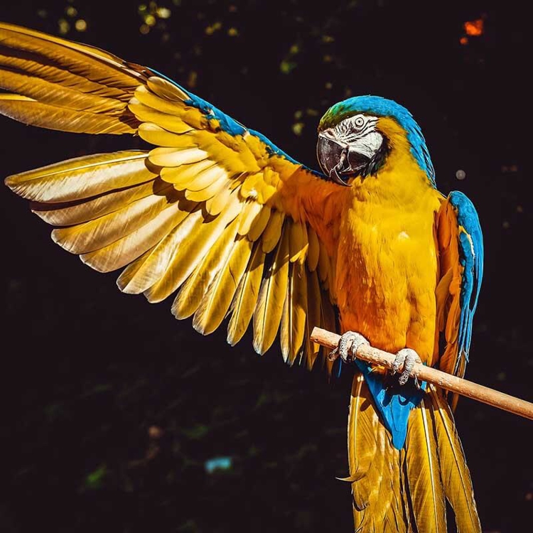 Parrot on a branch