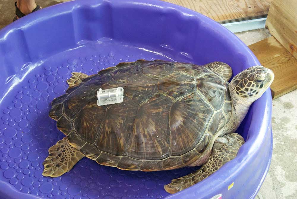 Turtle