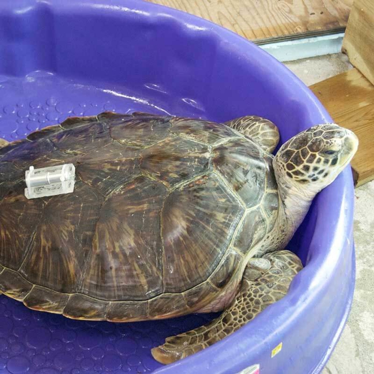 Turtle