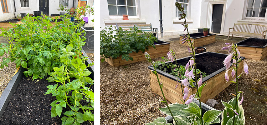 Whitelands College Growing Garden